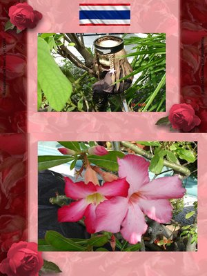 cover image of Thai Blumen und Pfanzen Photobuch von Heinz Duthel